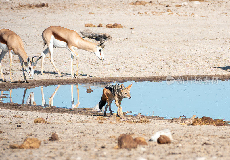 在纳米比亚埃托沙国家公园的Ozonjuitji M’bari水坑里，黑背豺狼正在捕猎纳马夸沙鸡